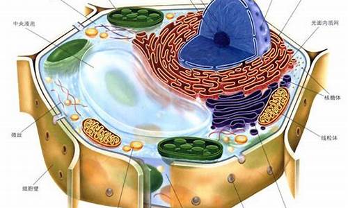 高考细胞学说_细胞学说的内容是什么高中